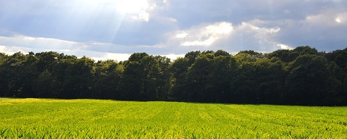 Compensation écologique