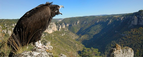 Partenariat biodiversité 